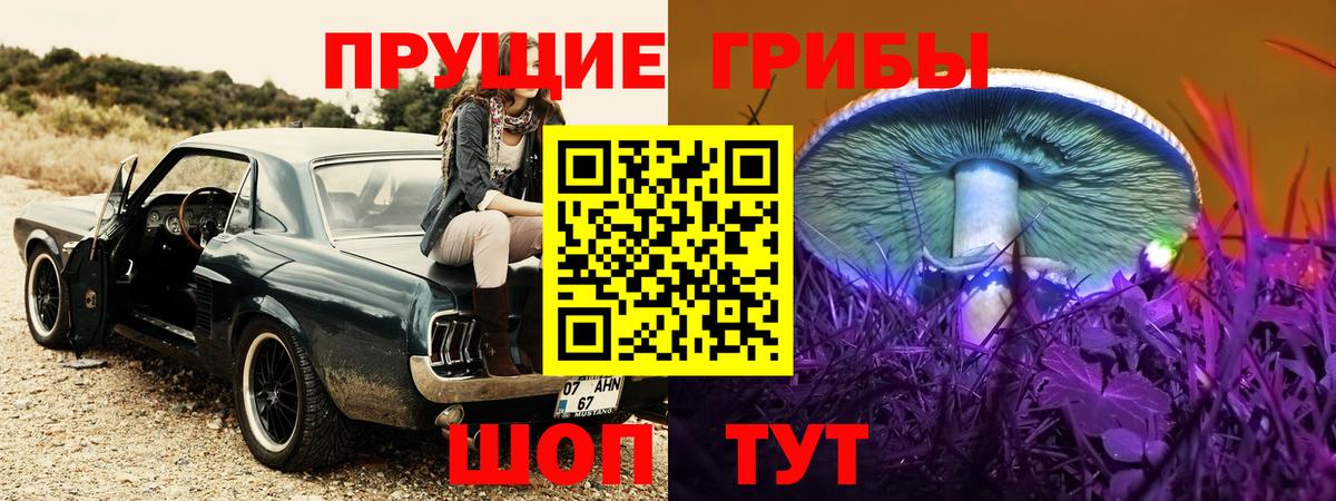 Галлюциногенные грибы Psilocybe Курган